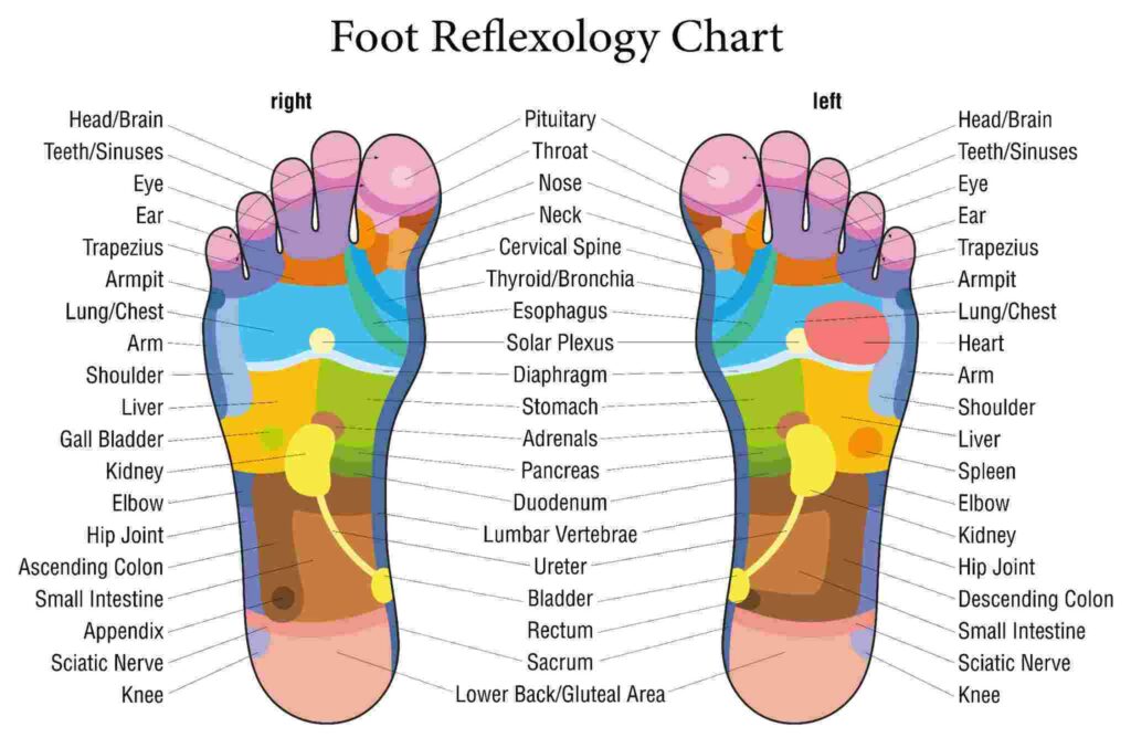 Foor reflexology and chart